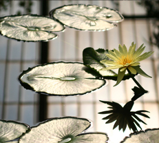 Return Home | Ondina Wellness Current